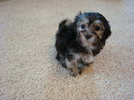 black-and-whtie-female-havanese-puppy-found-home-from-utah-to-arizona